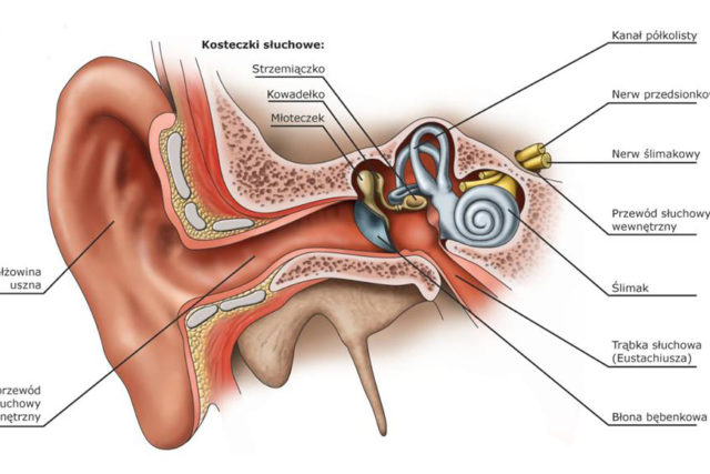 JAK DZIAŁA SŁUCH